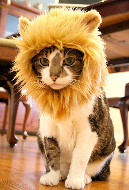 lioncat02